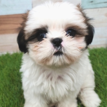 animal_image