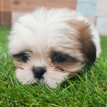 animal_image