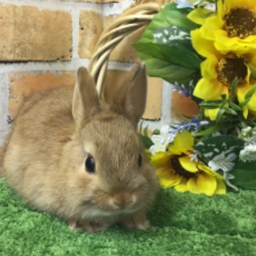 animal_image