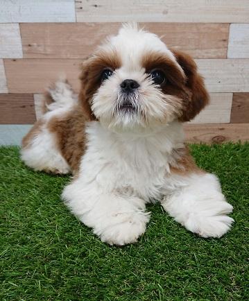 animal_image