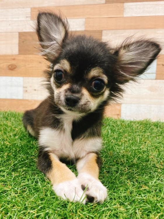 animal_image