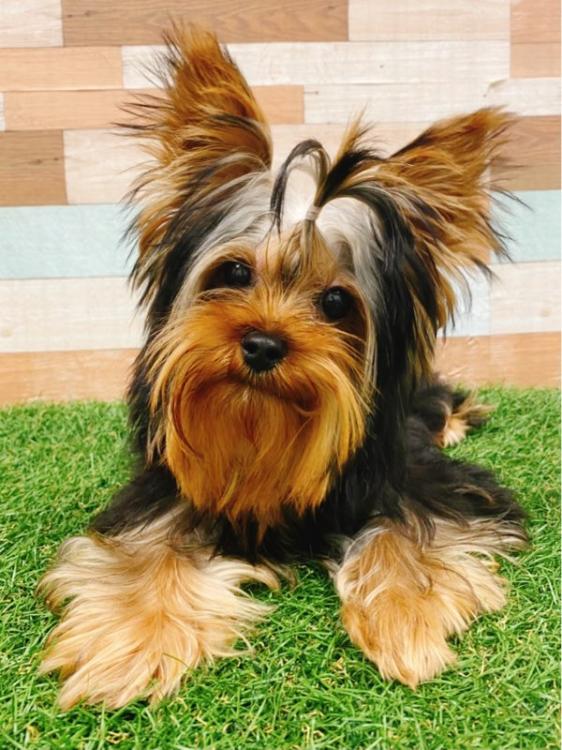 animal_image