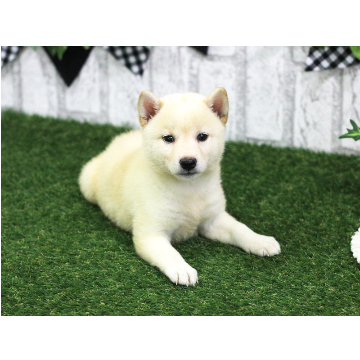 animal_image