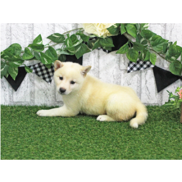 animal_image