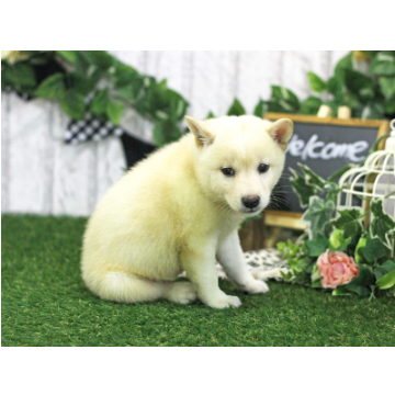 animal_image