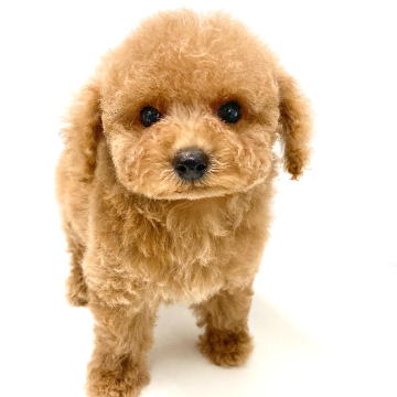 animal_image