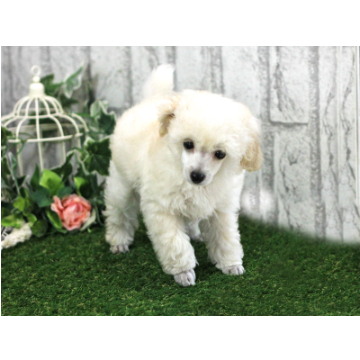 animal_image