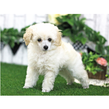 animal_image