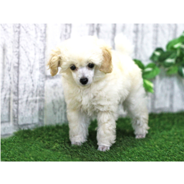 animal_image