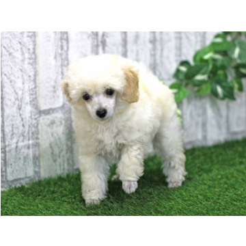 animal_image