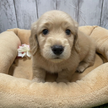 animal_image