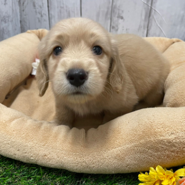 animal_image