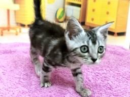 animal_image