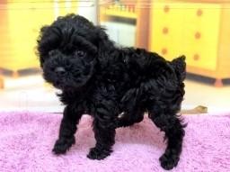 animal_image