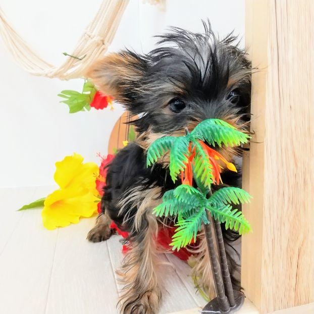 animal_image