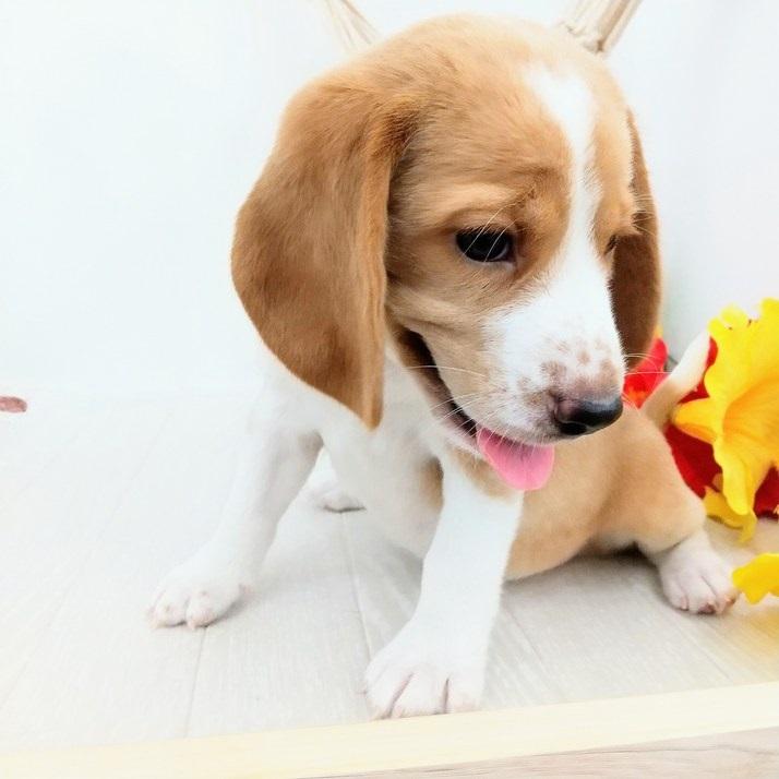 animal_image