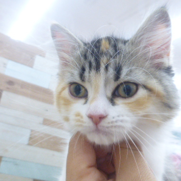 animal_image