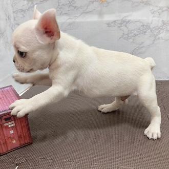 animal_image