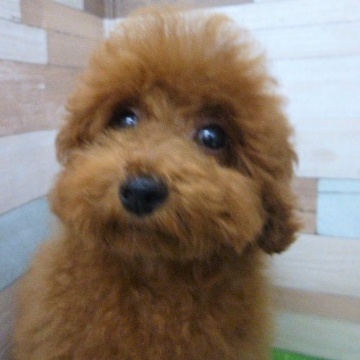 animal_image