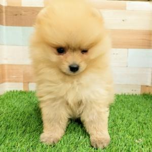 animal_image
