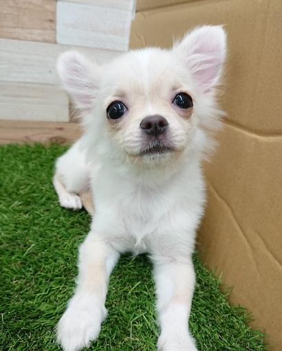 animal_image