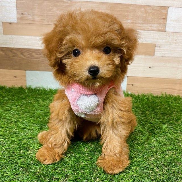 animal_image
