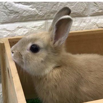 animal_image