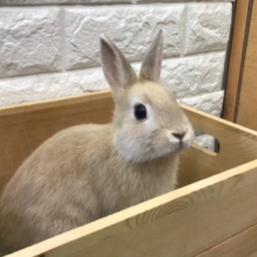 animal_image