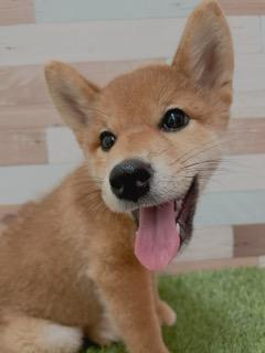 animal_image