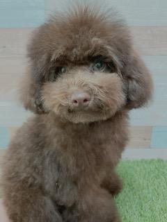 animal_image