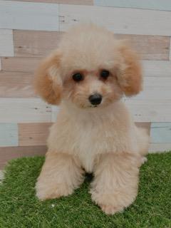 animal_image