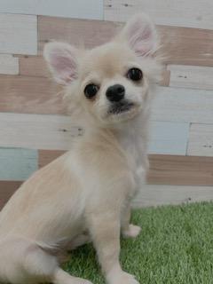 animal_image