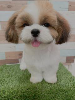 animal_image