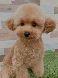 animal_image