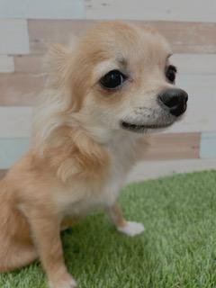 animal_image