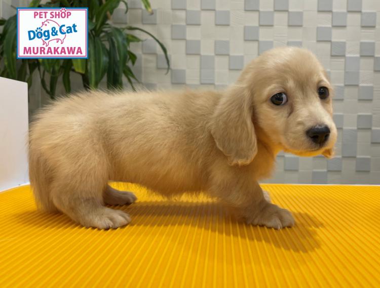 animal_image