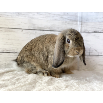 animal_image
