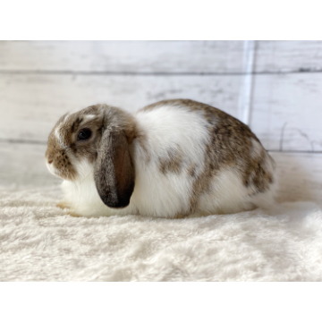 animal_image