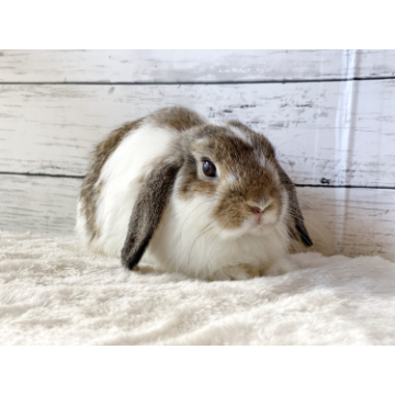 animal_image