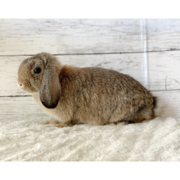 animal_image