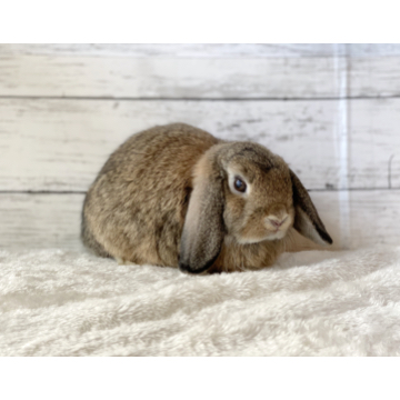 animal_image
