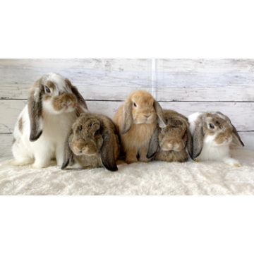 animal_image