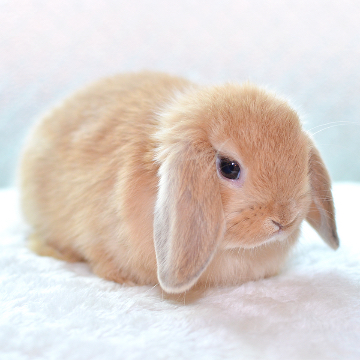 animal_image
