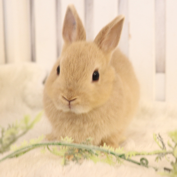 animal_image
