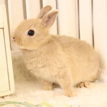 animal_image