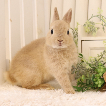 animal_image