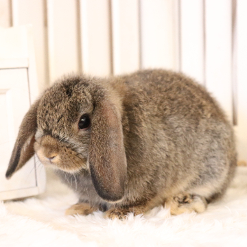 animal_image