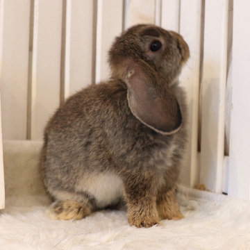 animal_image