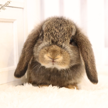 animal_image
