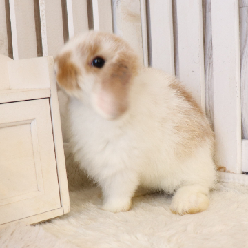 animal_image